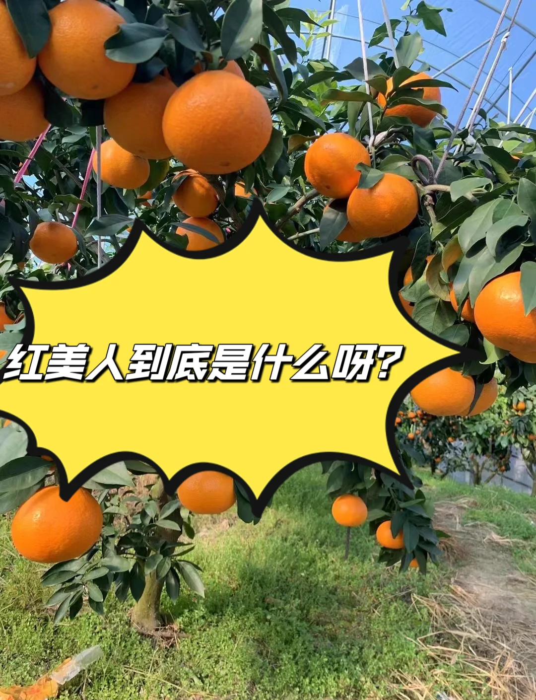 红美人柑橘多少钱一斤 柑平柑桔多少一斤