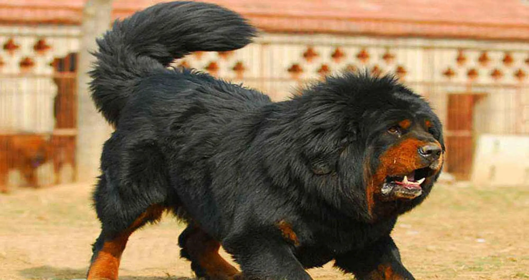 藏獒经济崩盘原因 从千万身价到流浪狗的背后