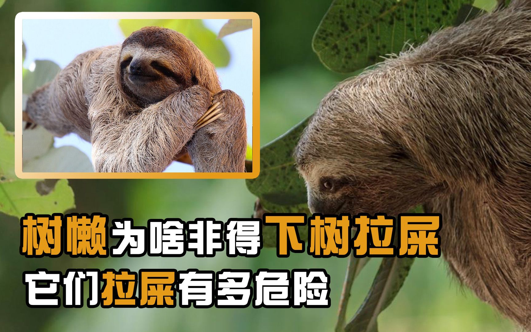 为什么树懒会在拉屎途中遇险甚至丧命？揭秘世界上最懒动物的生存秘密！
