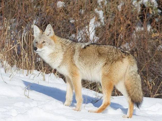 城市化动物生存之谜 动物为何适应城市环境