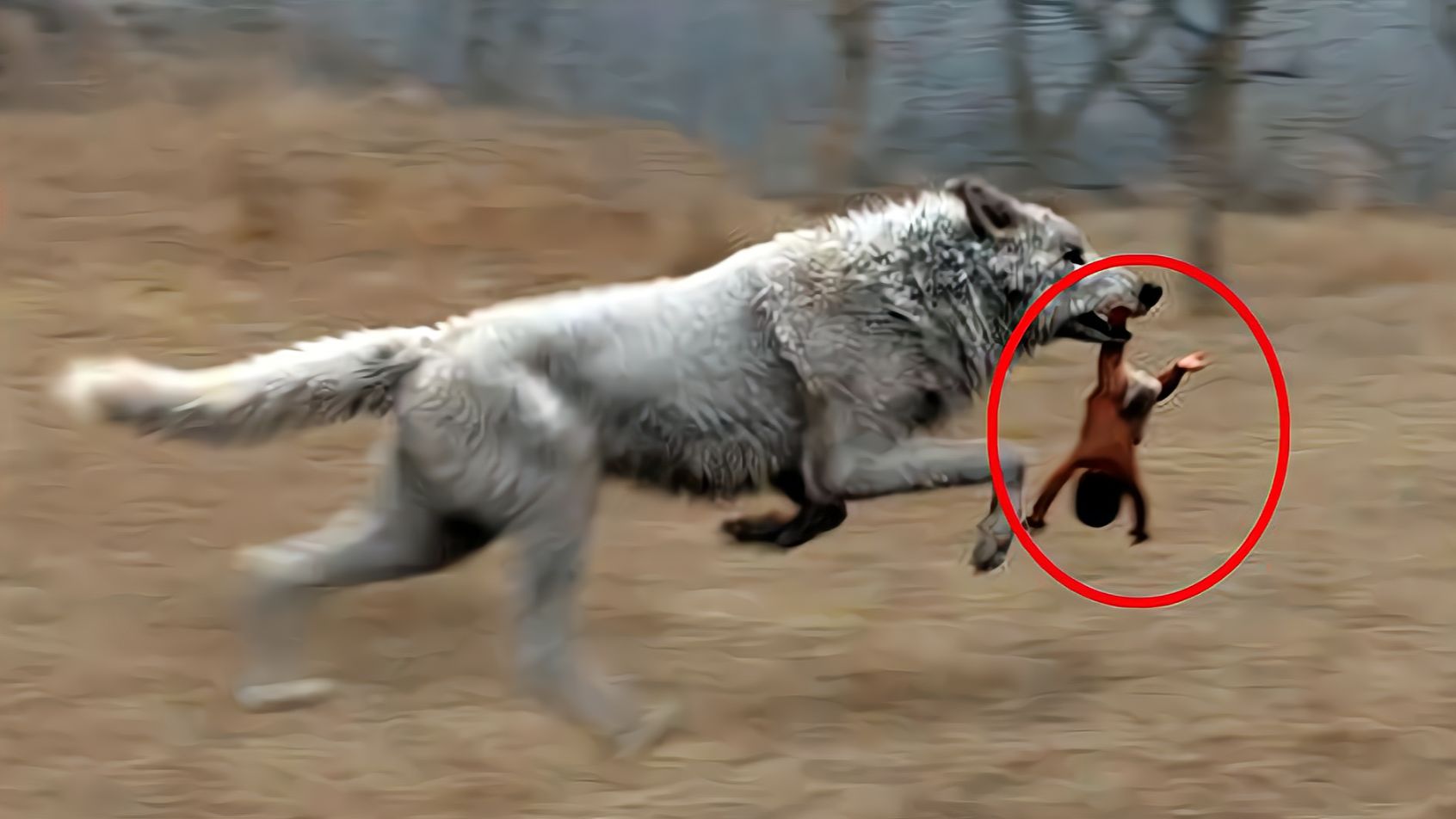 狼为何养大人类婴儿 狼孩现象背后的真相