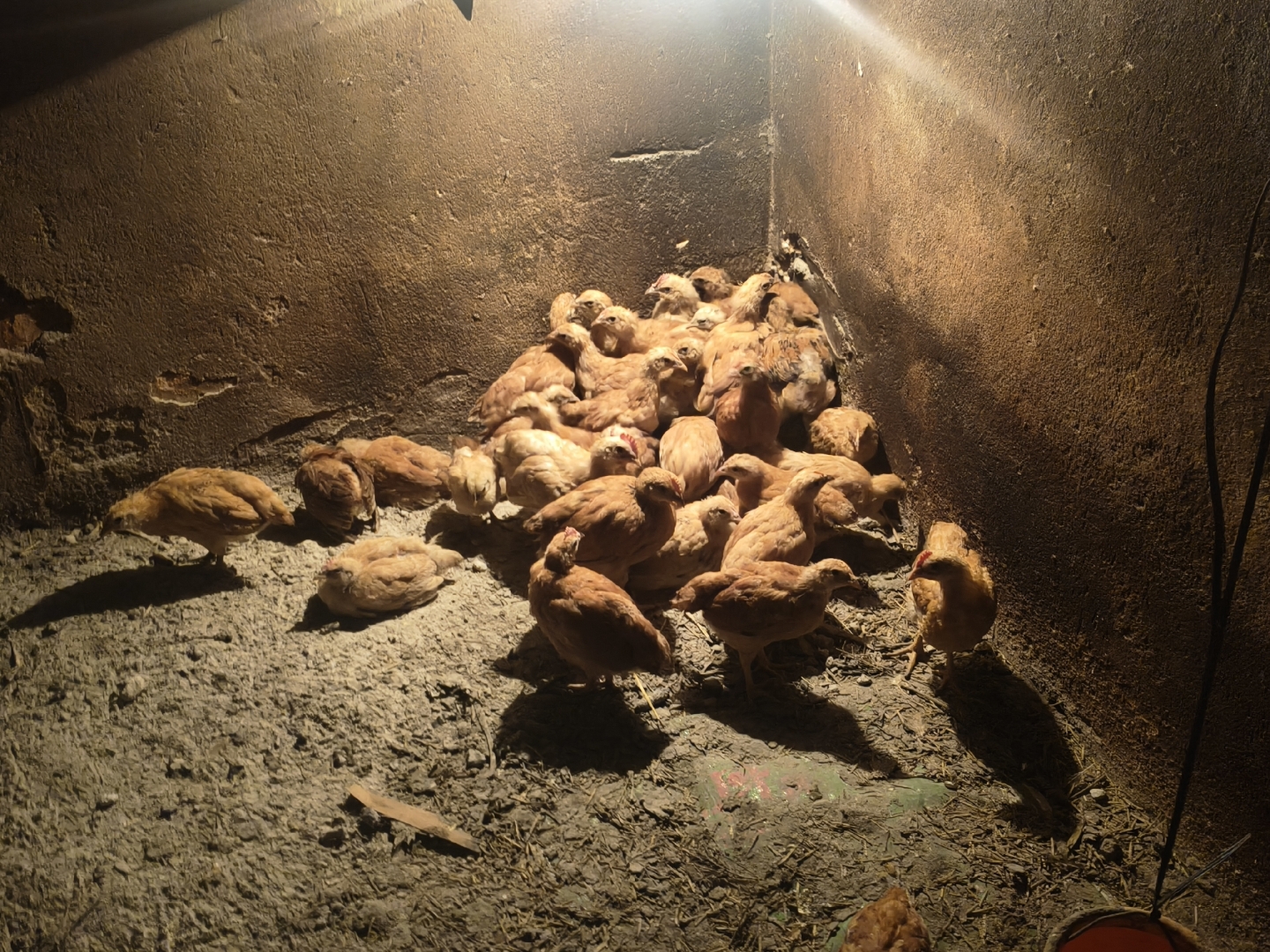 如何找到本地鸡窝电话地址？_3分钟获取精准信息的全流程指南