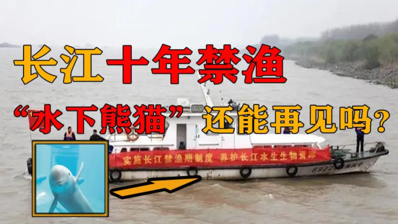 被宣布灭绝50年，新几内亚唱歌犬再次现身，2020...