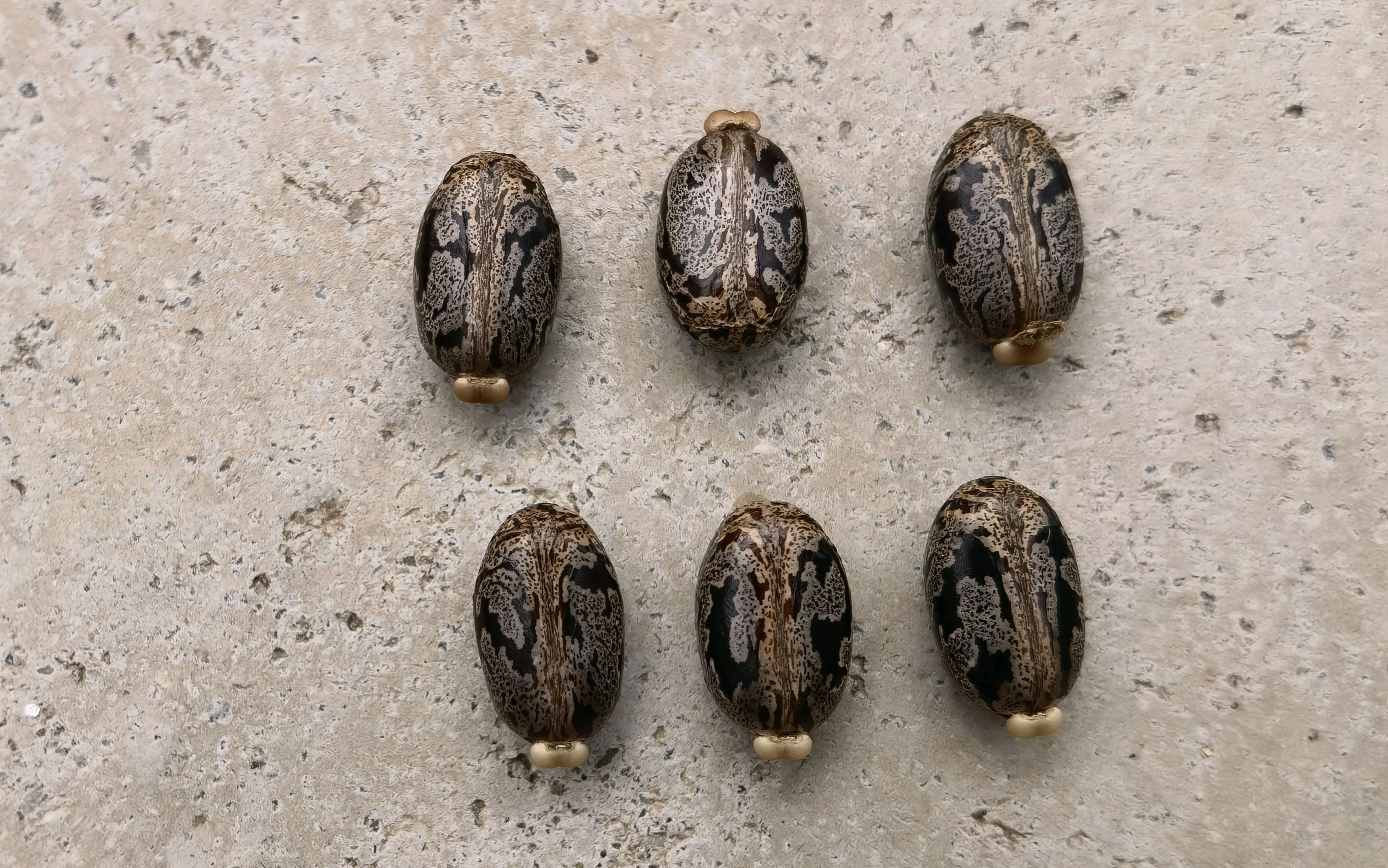 为什么农村常见的蓖麻被称为“生化武器”，到底是怎么回事？