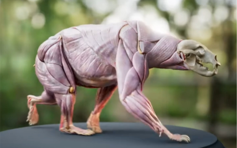 动物为什么不锻炼？...