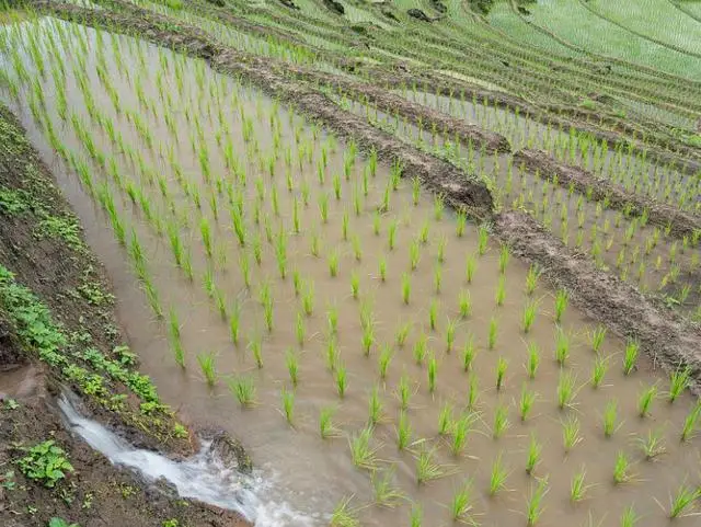 水稻田里的杂稻怎么根除 水稻田放水晒田还能除草吗