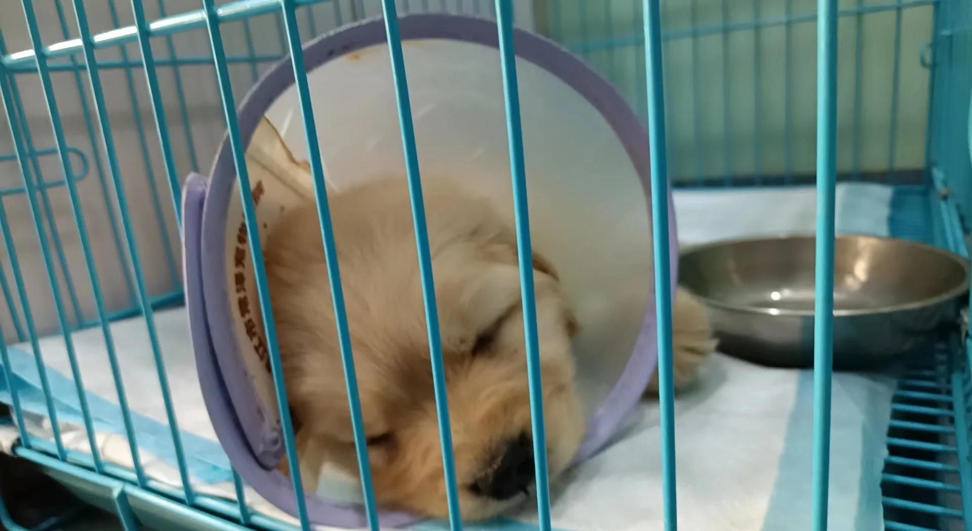 家里的猫狗，会传染新冠状病毒吗？...