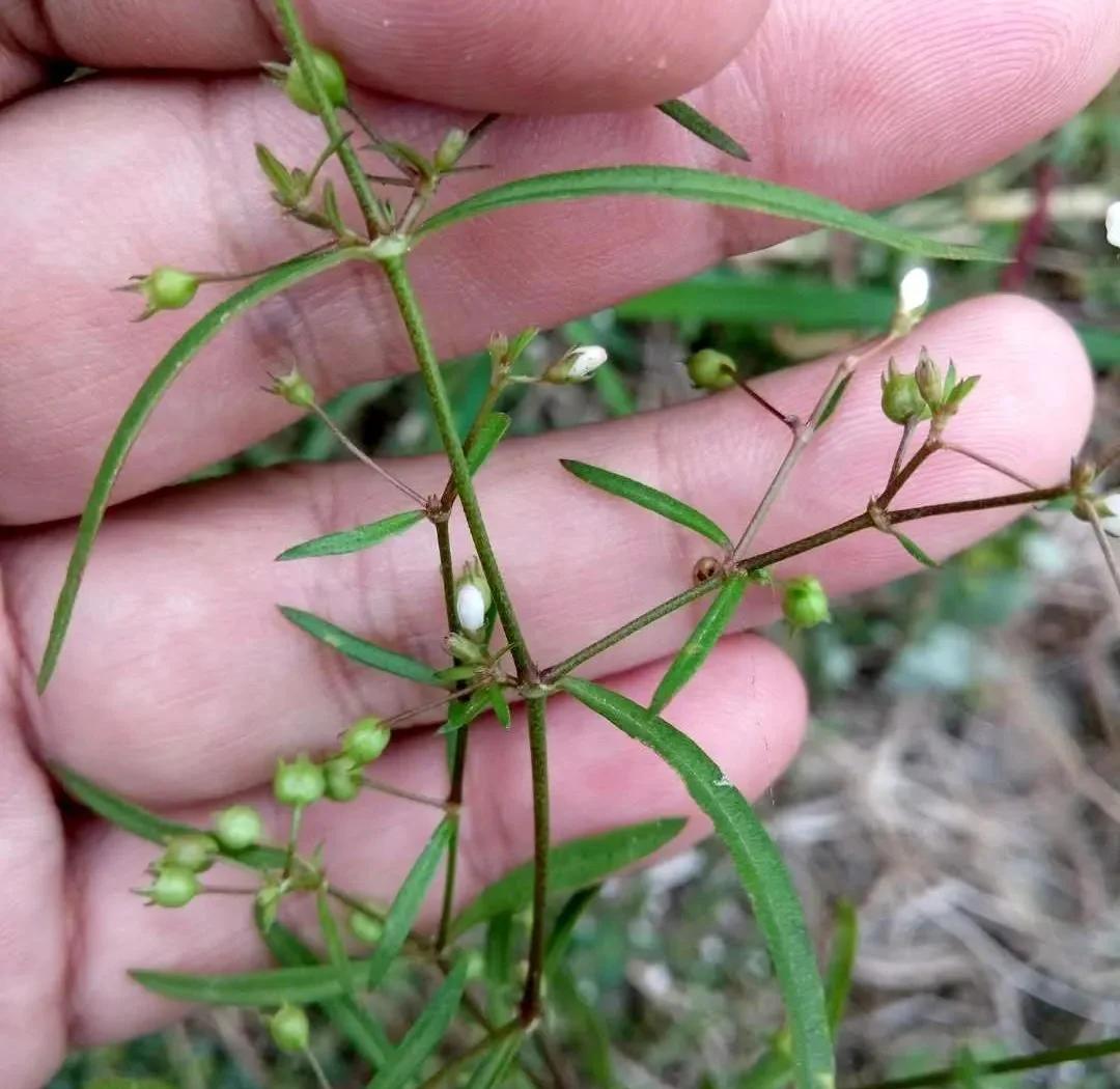白花蛇舌草价格贵不贵 白花蛇舌草的作用与功效有哪些