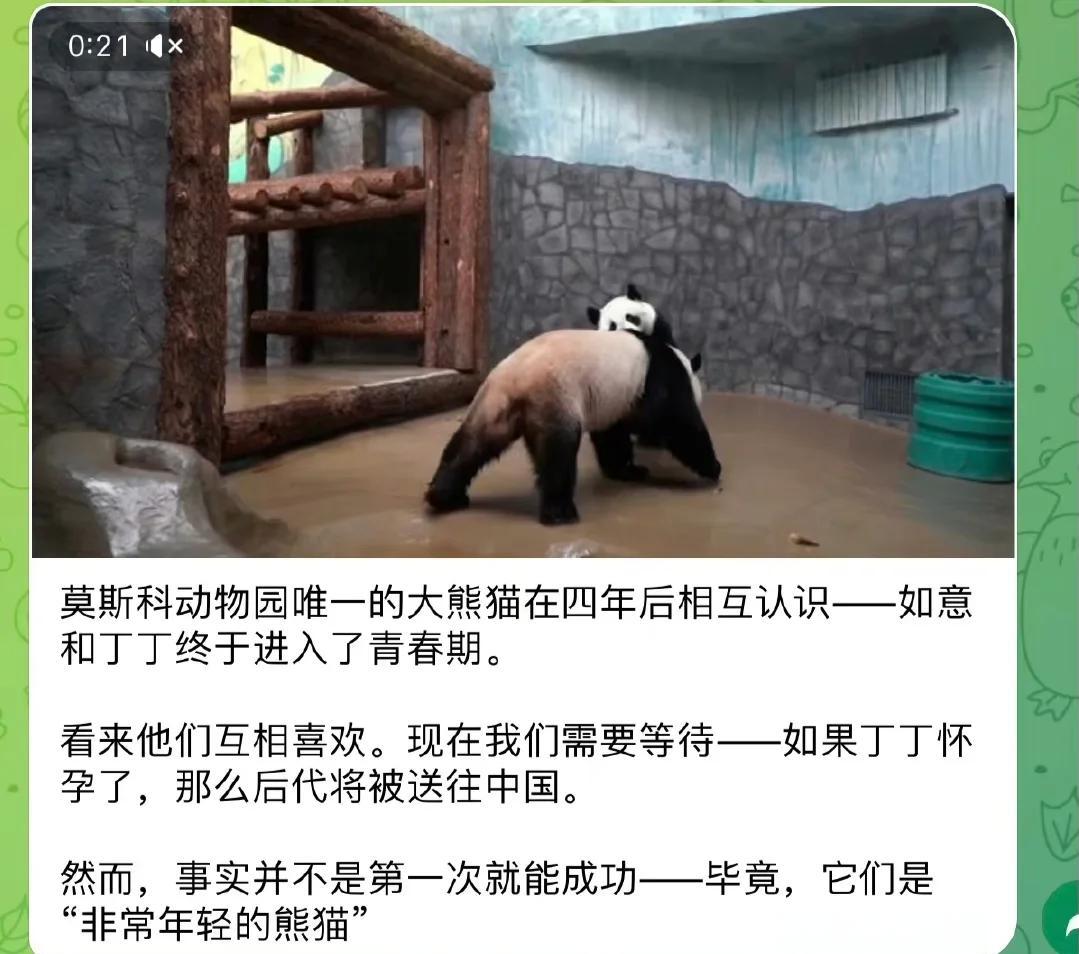 动物们是如何找对象的？...