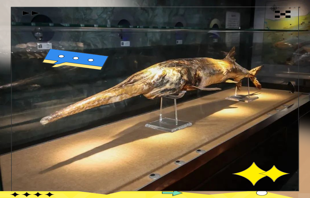 长江白鲟灭绝警钟 动物灭绝原因有哪些