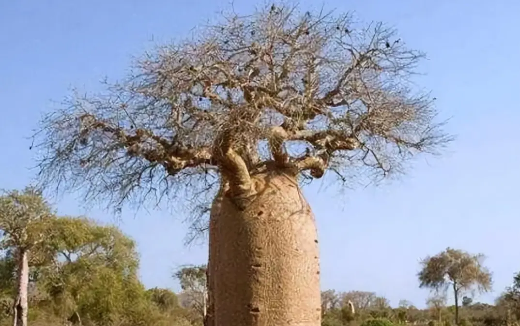 马达加斯加：狐猴和猴面包树的世界是一种什么经历？...