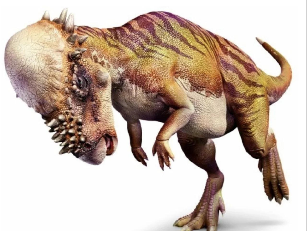 世界之最的动物 鸟类发育有几个阶段