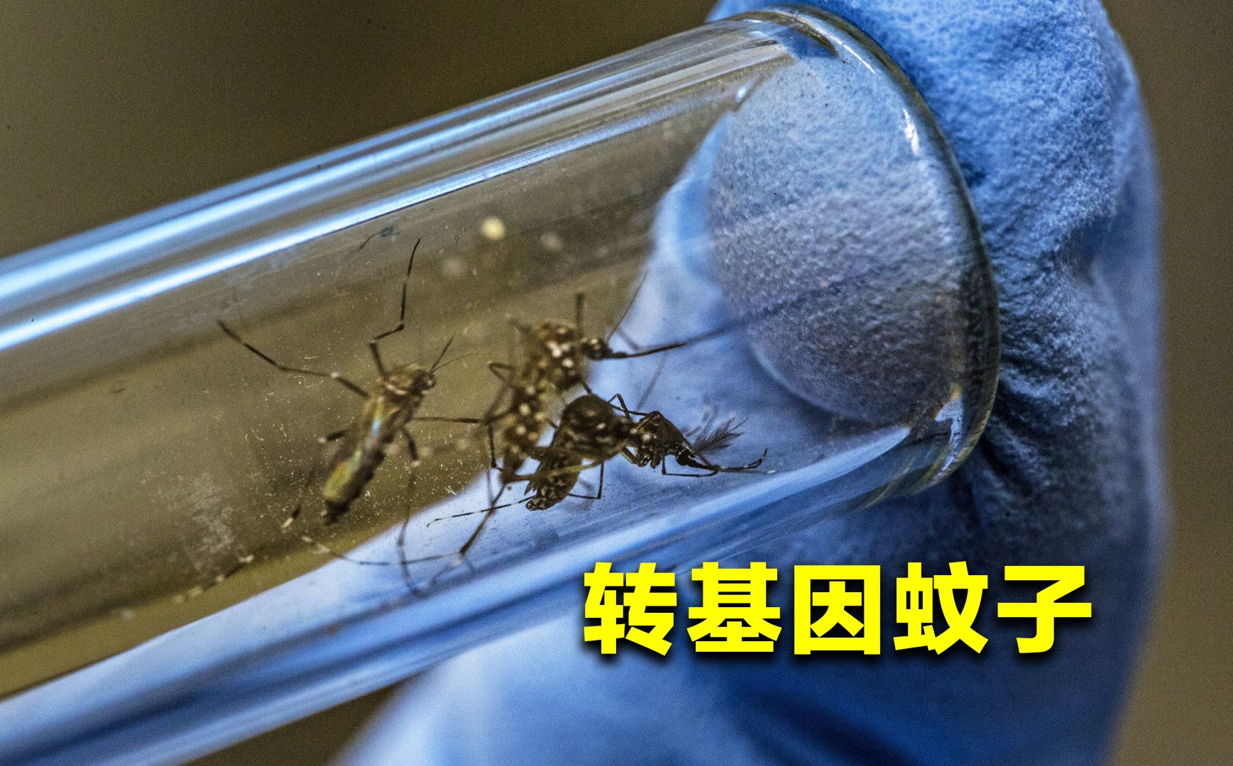 美国为什么批准释放7.5亿只转基因蚊子？这对我们有啥影响？