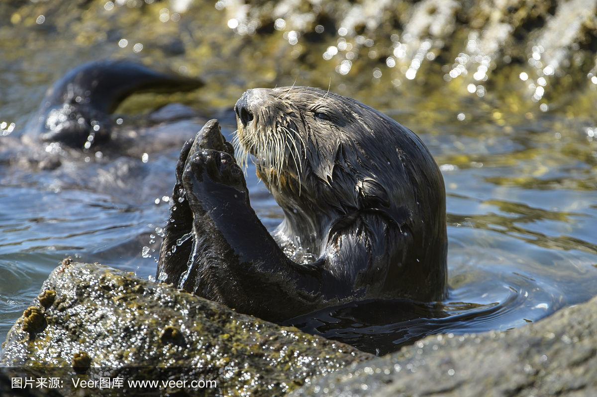 海獭使用石头工具 动物界工具使用高手