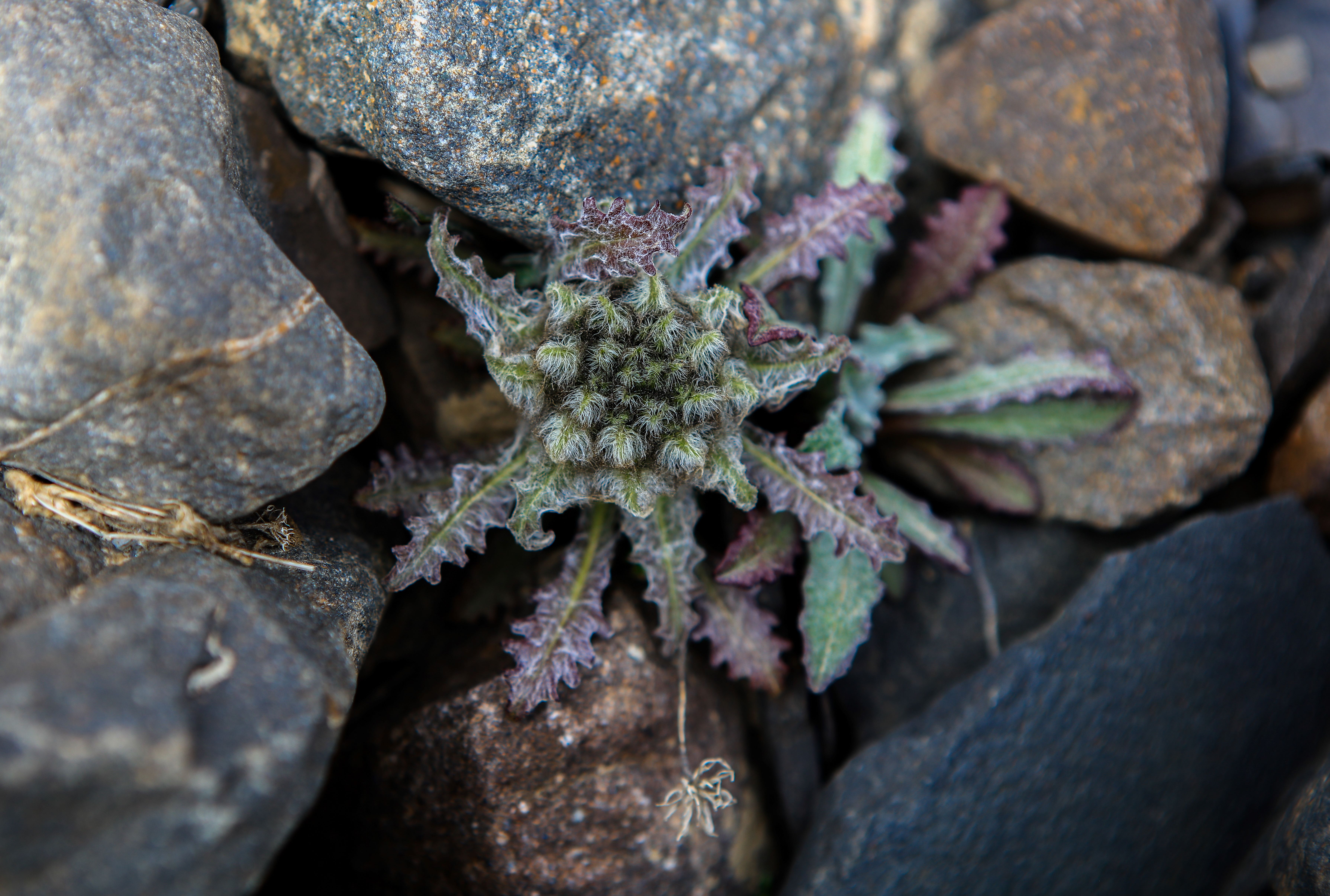 珠峰6159米出现植被，地球的这个状态不太好？...