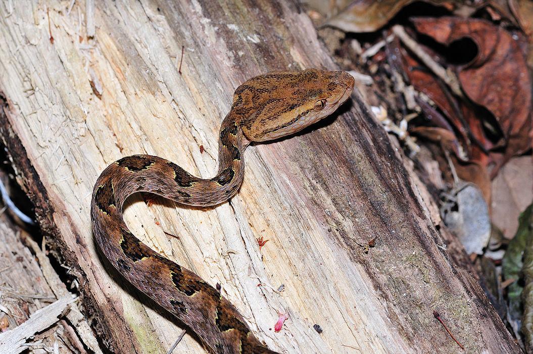 全球最毒的蛇是哪一种？有何依据？...