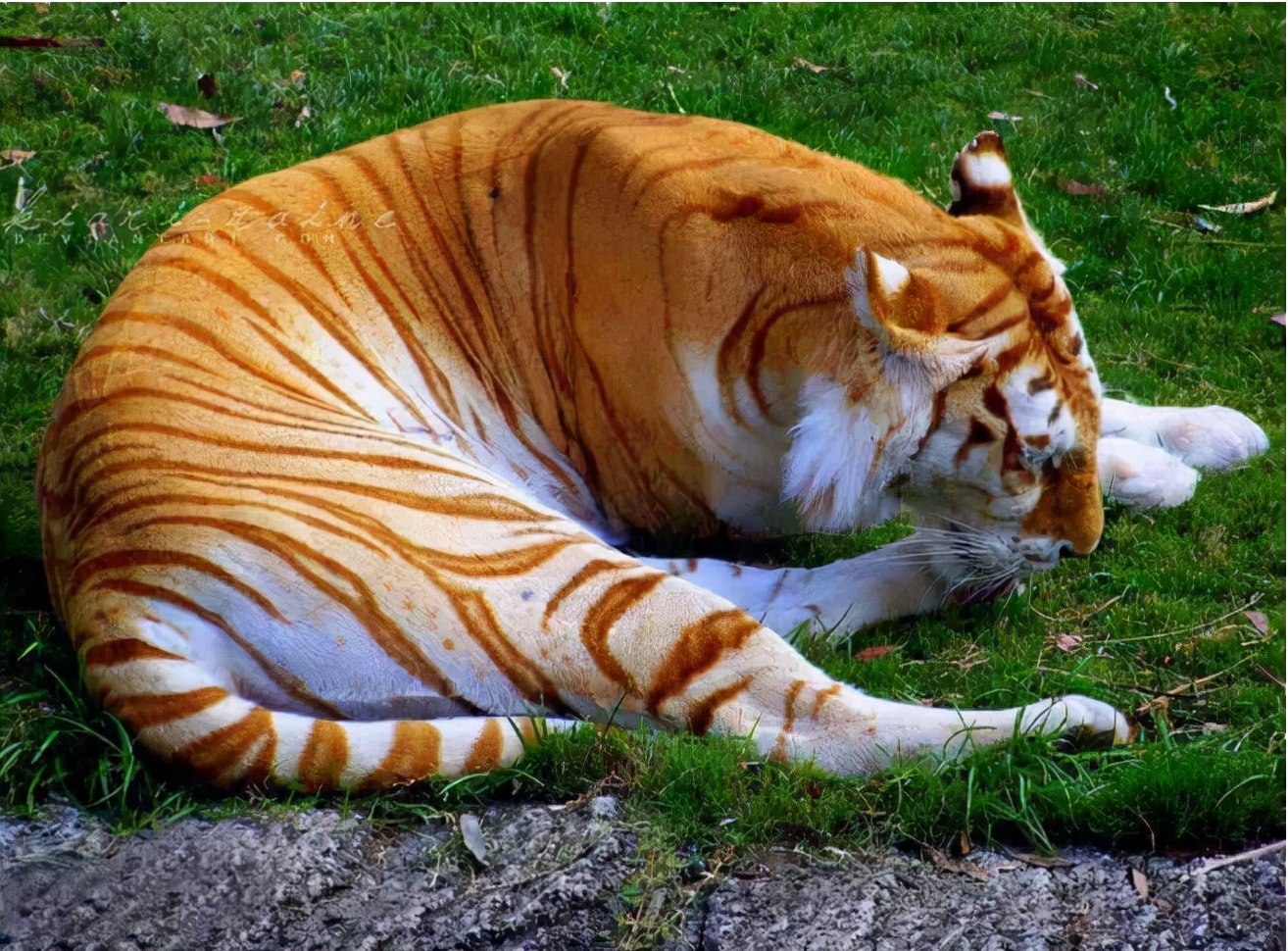 科学家成功克隆出濒危生物普氏野马，灭绝动物复活有希...