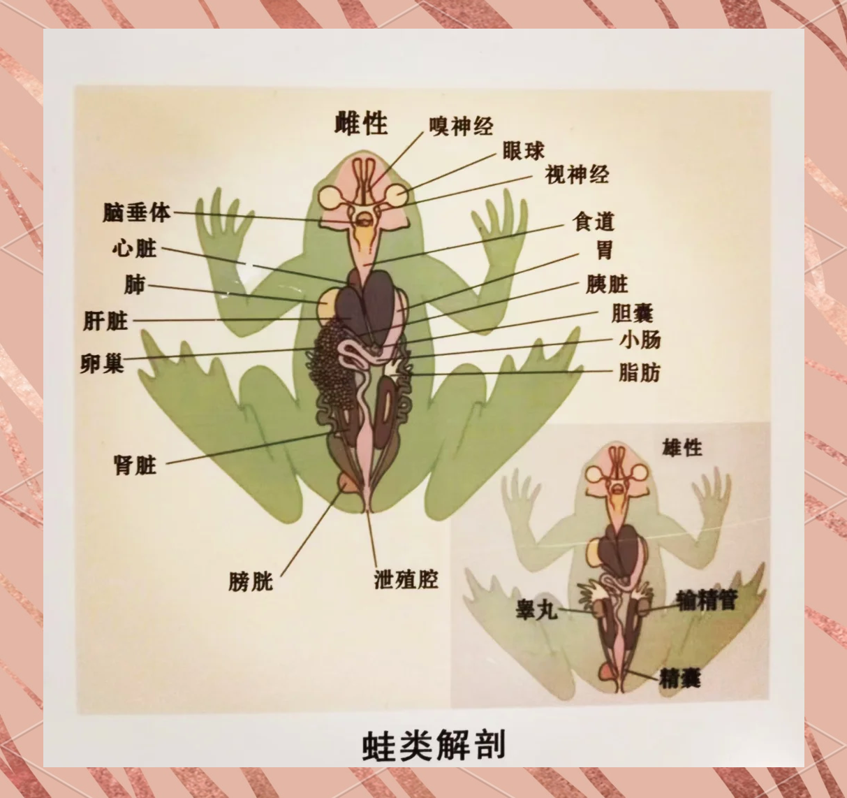 动物身体的器官有什么功能 动物的特殊本领有哪些