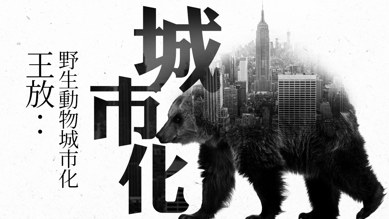 让动物也 “ 城市化 ”...