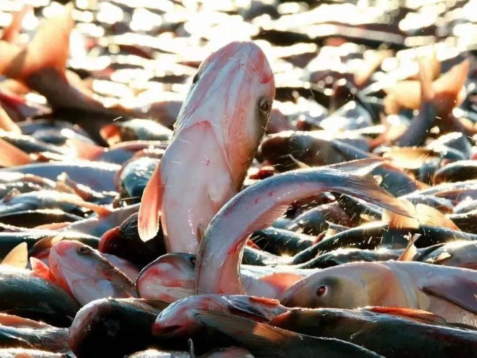 开江鱼是什么鱼 东北开江鱼怎么吃才最地道