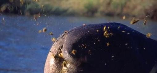 河马粪便威力有多大 为何能憋死成千上万鱼群
