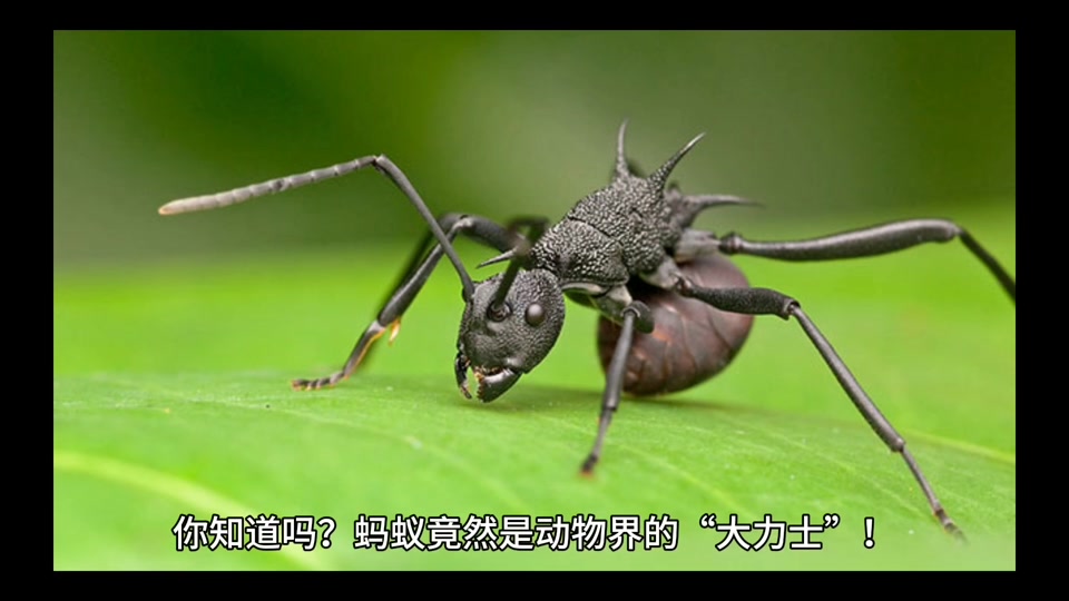 脑洞大开!一颗蚂蚁大小中子星碎片闯入太阳系,会有什...