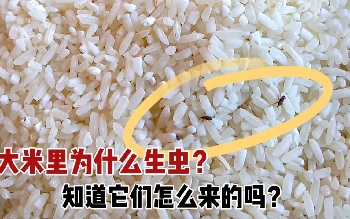 大米里凭空出现的甲虫,为啥说你吃的每碗饭都可能含有...