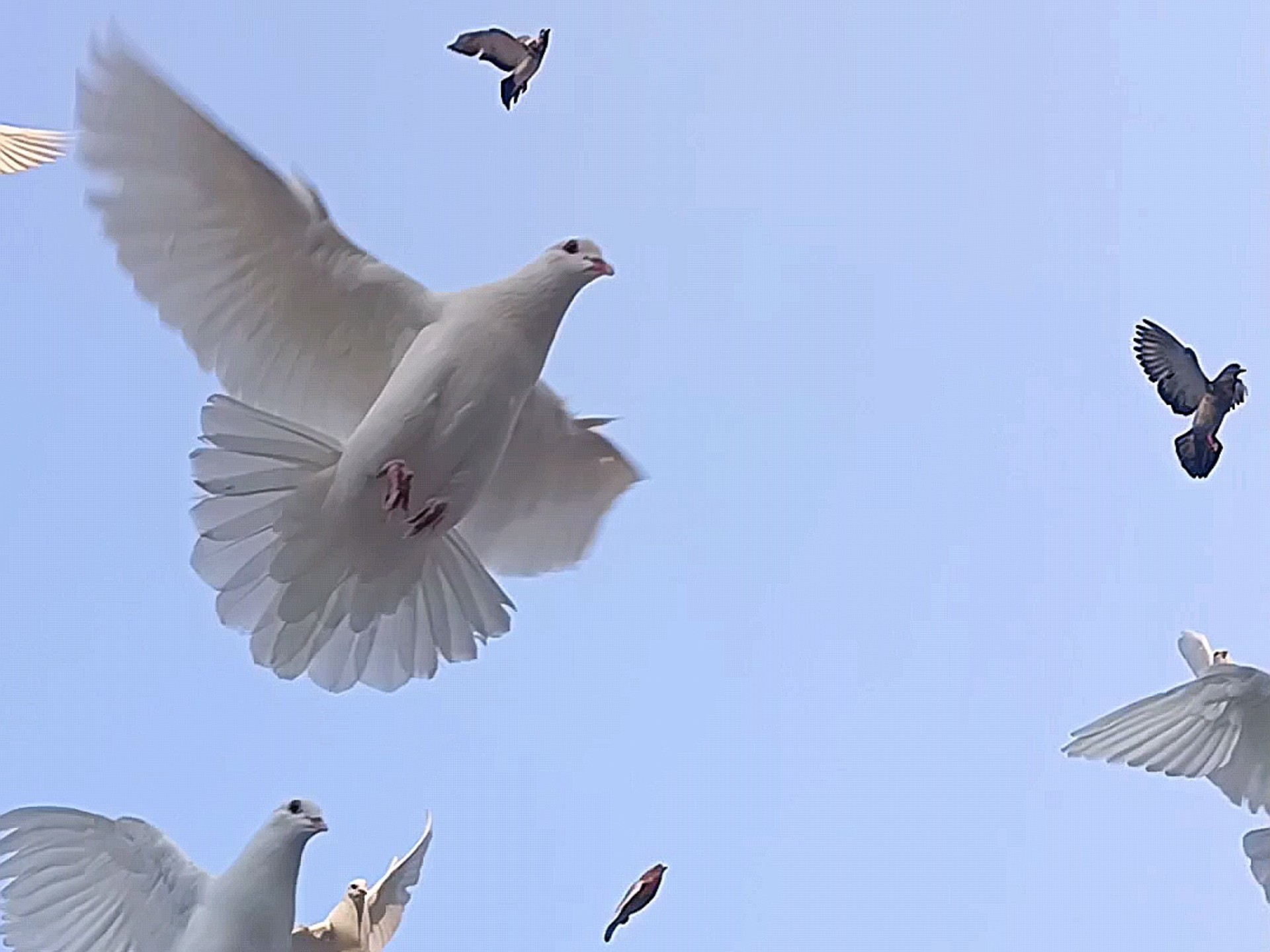 约会总被放鸽子？揭秘微信快速约会3秒匹配省7天尬聊的秘诀