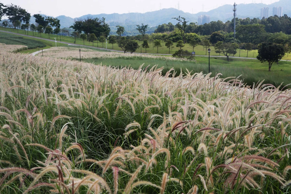 陌上这个词到底有啥讲究 陌上是什么意思详解
