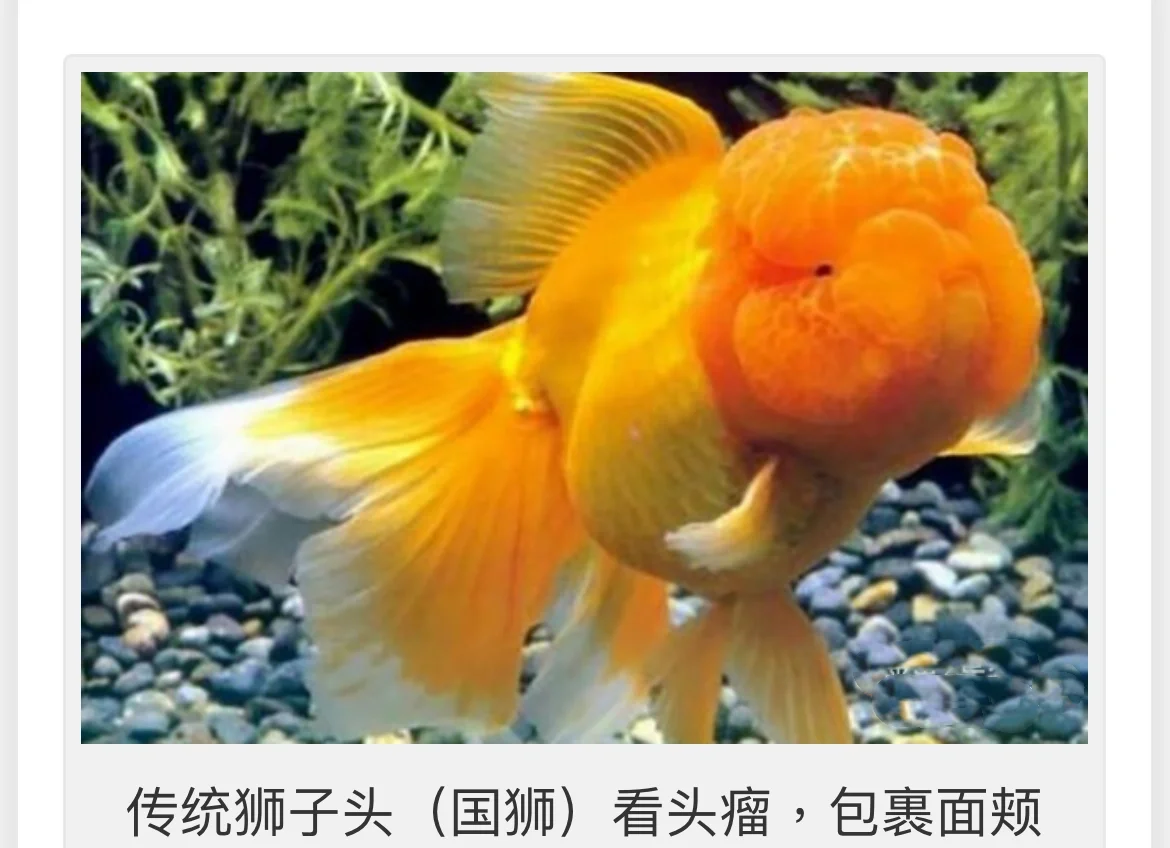 金鱼养殖常见问题 观赏鱼饵料选择