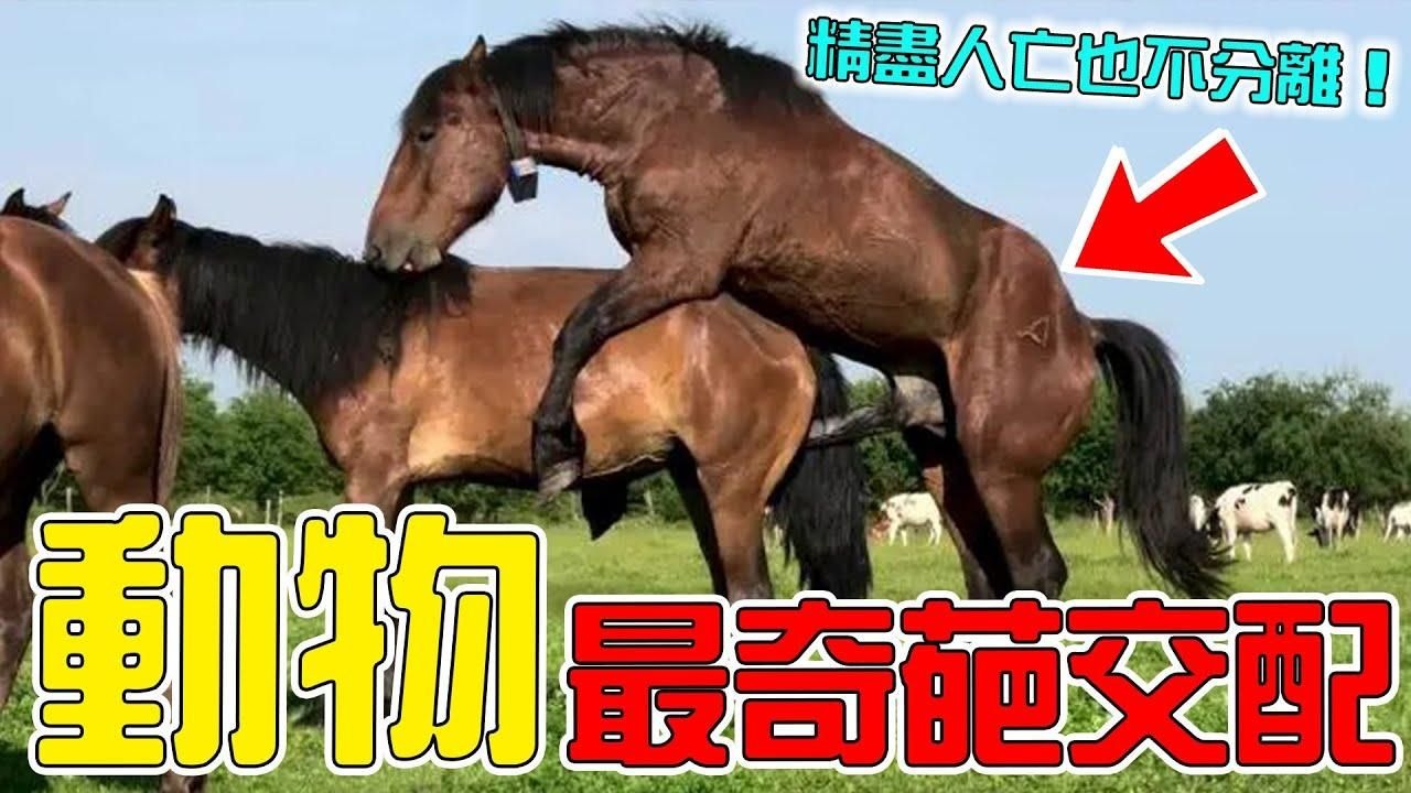 斑光蟾鱼交配奇观 自然界的绿帽王 鱼类丑陋真相