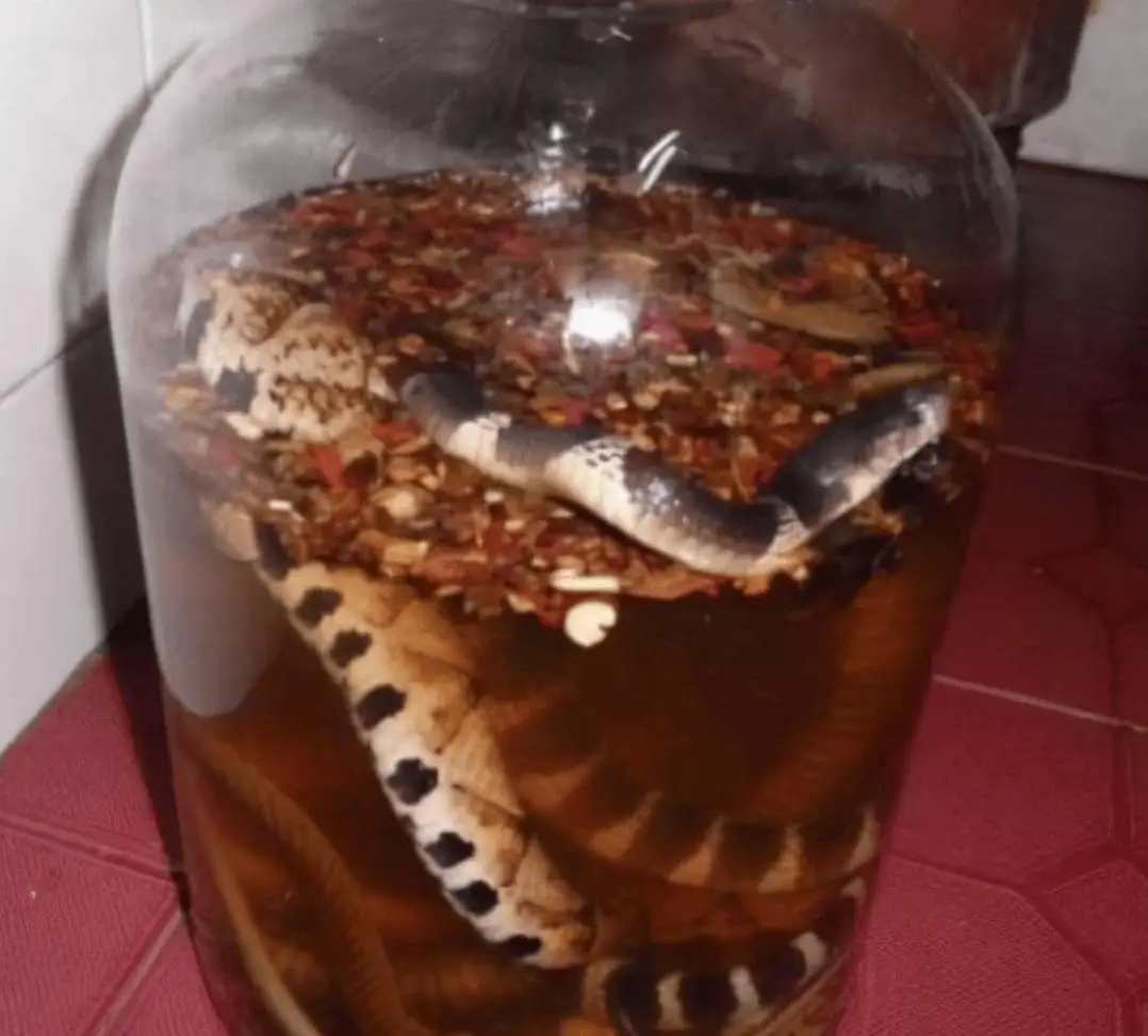 药酒坛里的蛇一年后为啥还会咬人 自制三蛇酒的正确方法