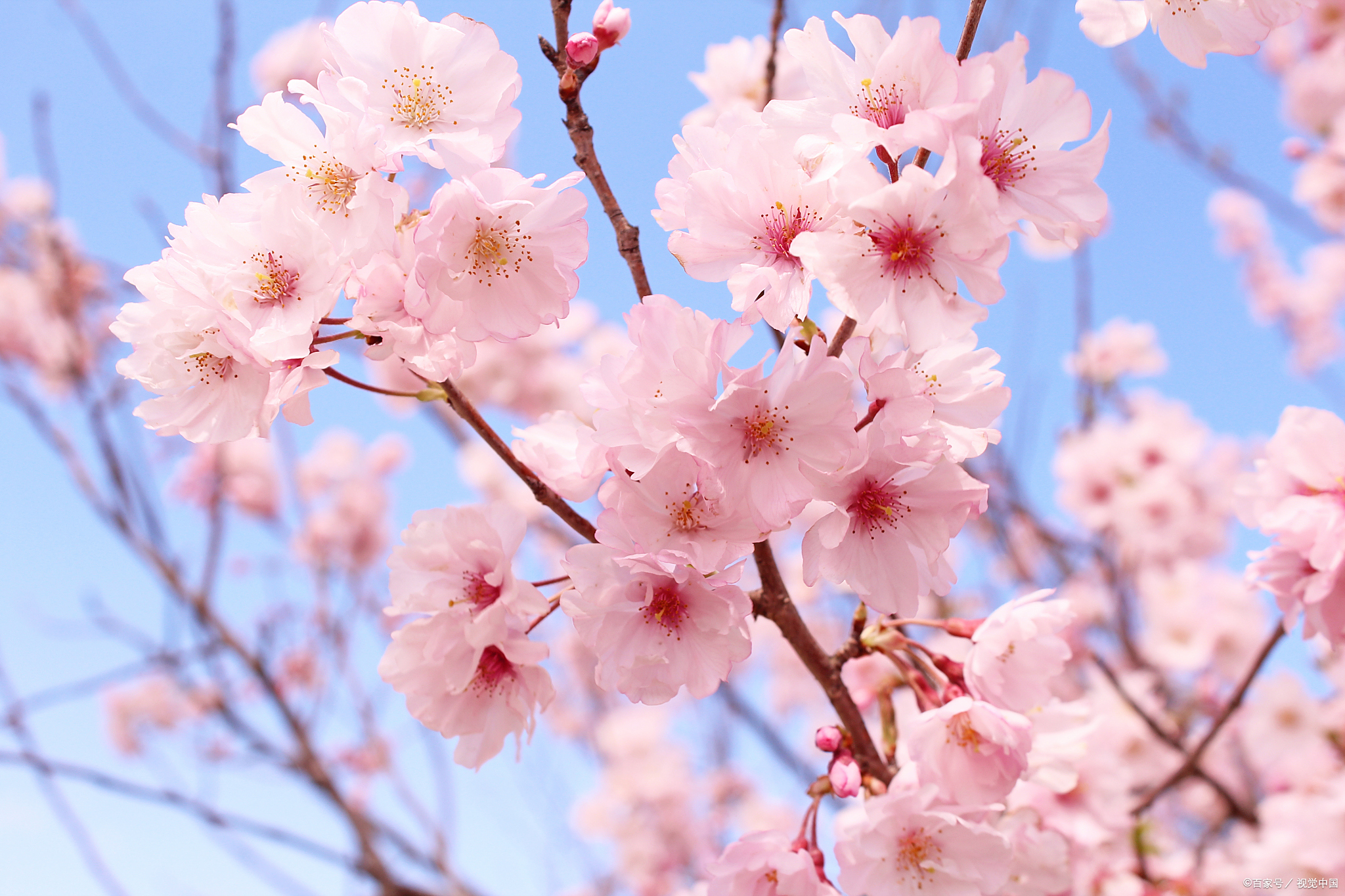 樱花是日本国花吗 西行法师与樱花精神