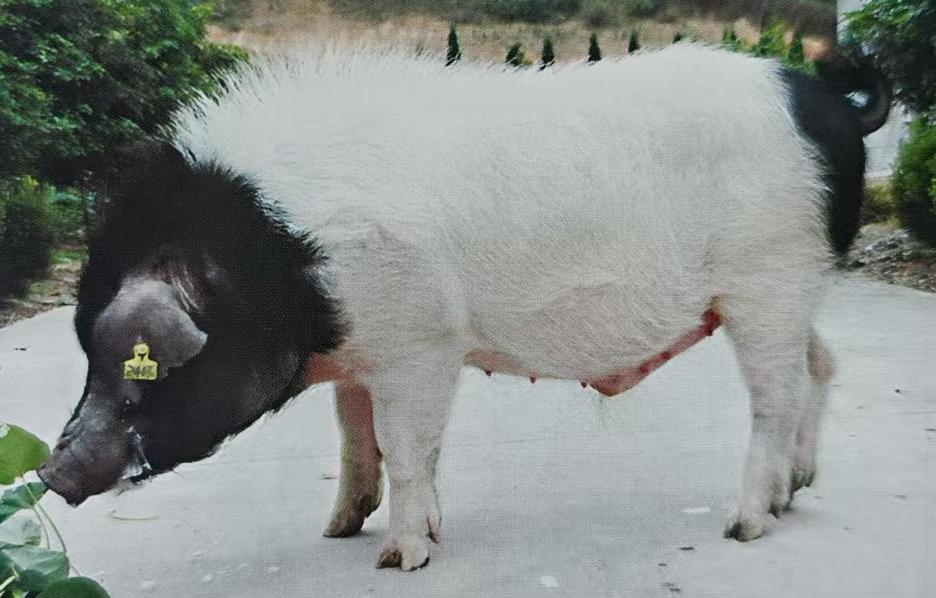 中国四大名猪种类 猪的幽默昵称大全
