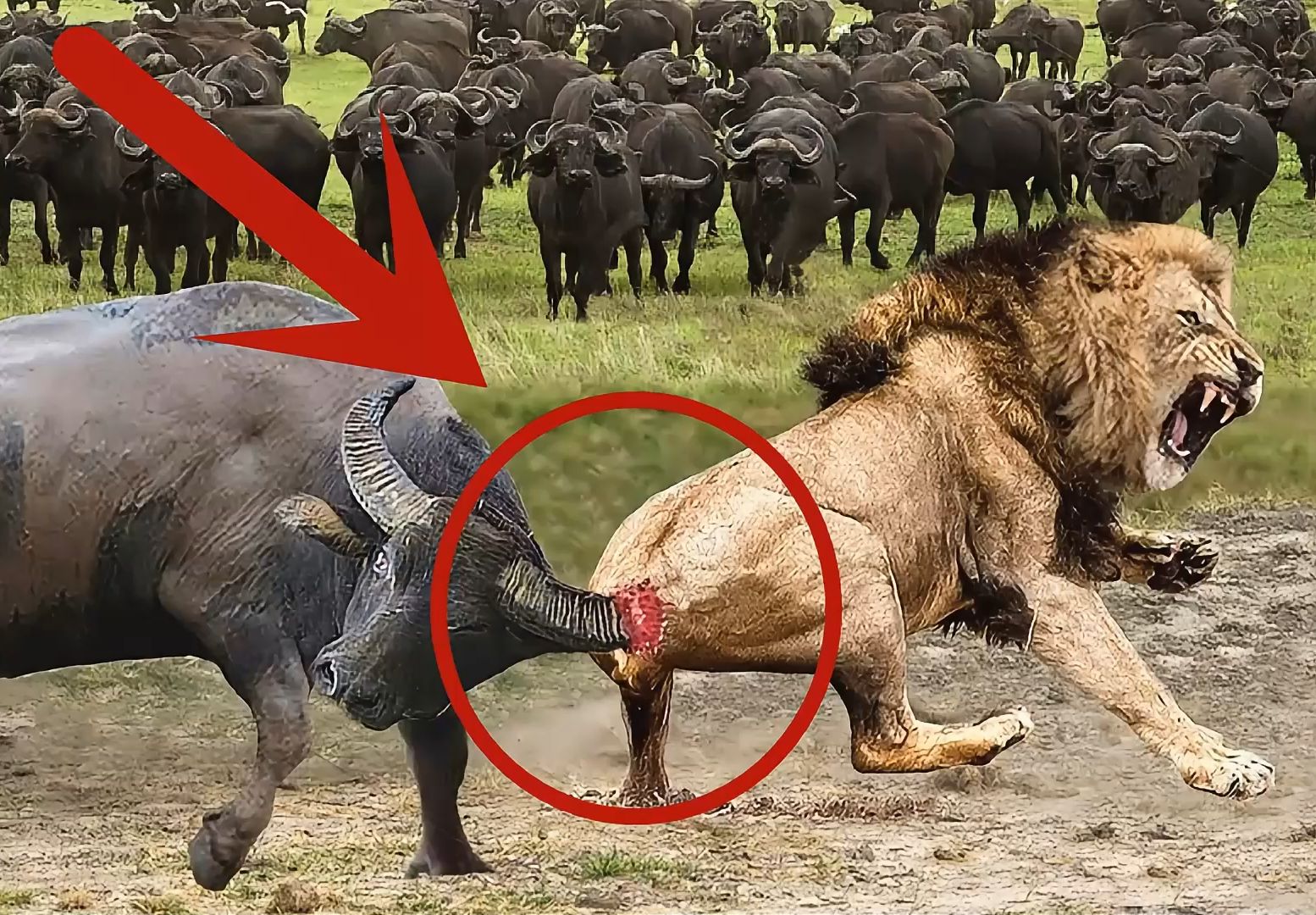 牛屁股上画眼睛可震慑狮子，什么原理？竟可以同时保护...