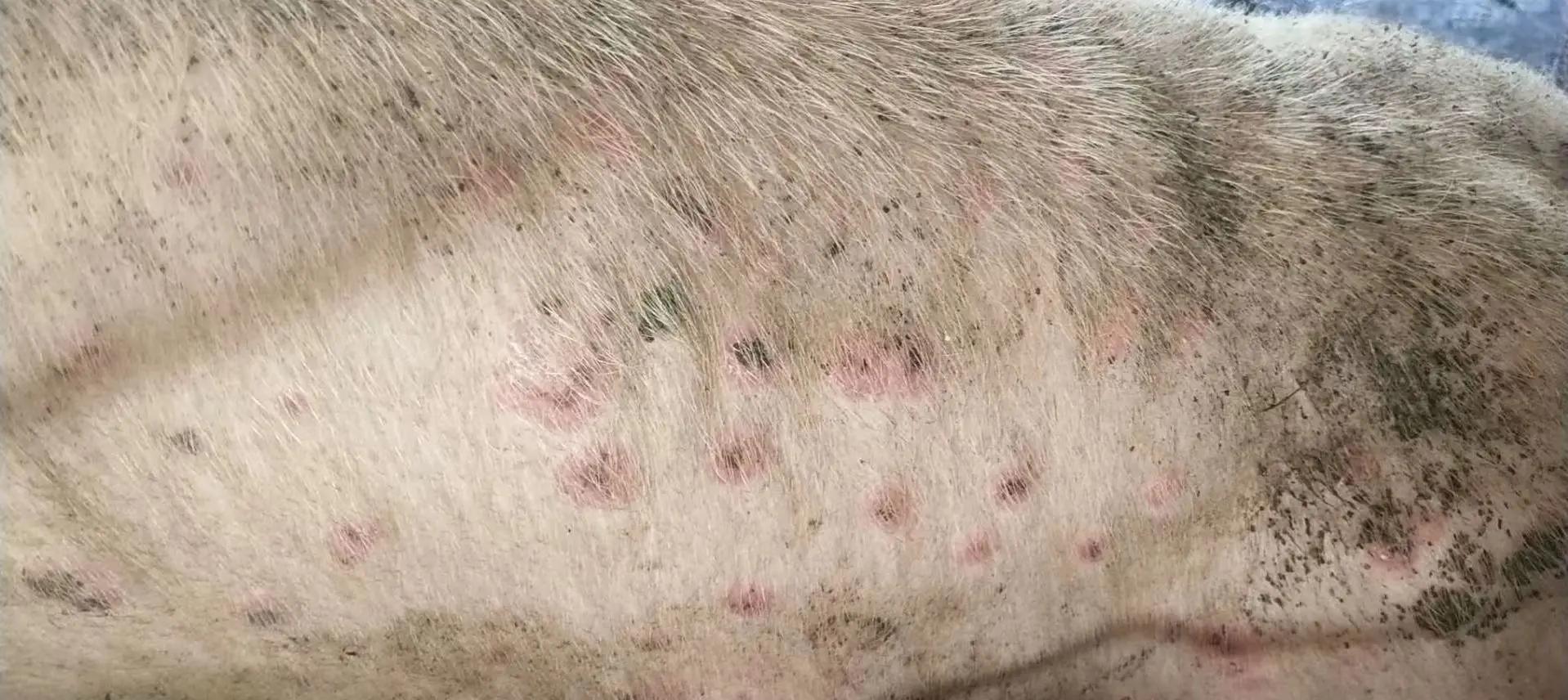 母猪肉到底能不能吃 买猪肉要注意什么