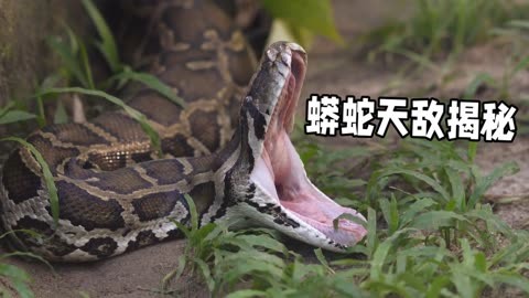巨蟒的天敌有哪些 巨蟒最怕什么动物
