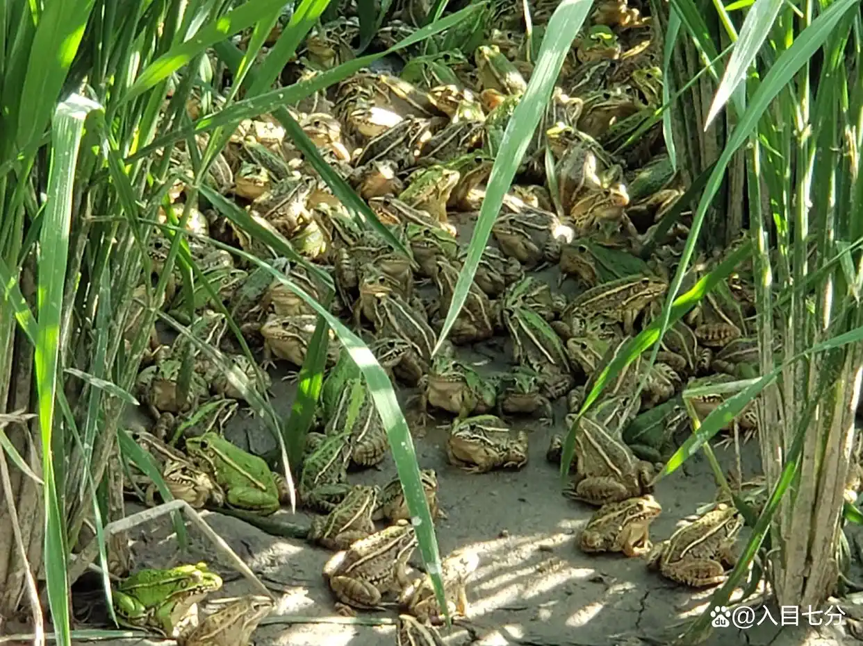 突如其来：广州蛙友论坛网到底是什么神奇平台？为何2025年还在疯狂涨流量