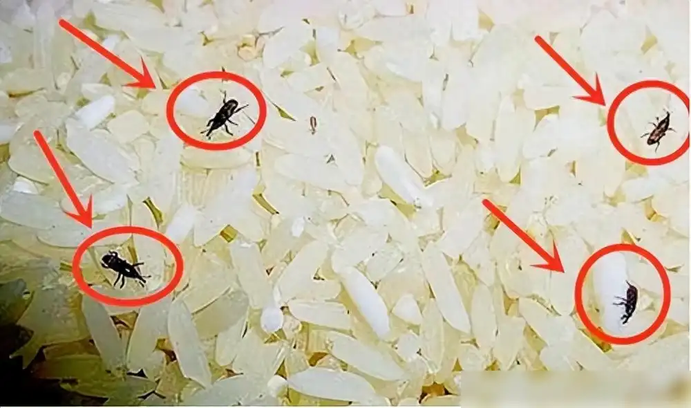 大米里的虫子到底是怎么回事？你吃的每碗饭都可能含虫卵吗？