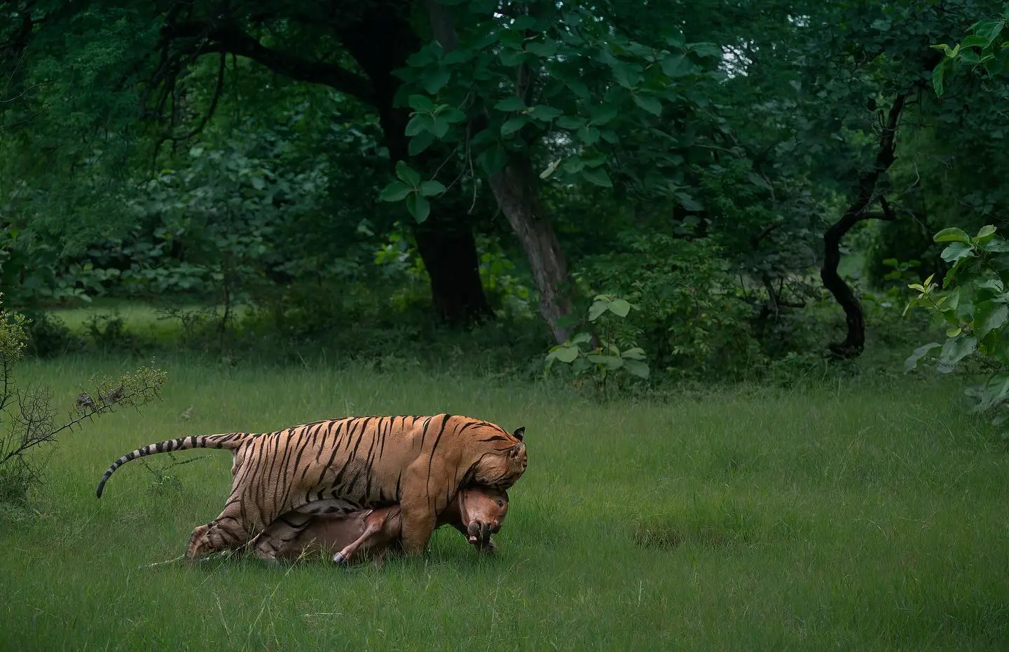 老虎攻击力有多强 猛虎捕食是什么意思