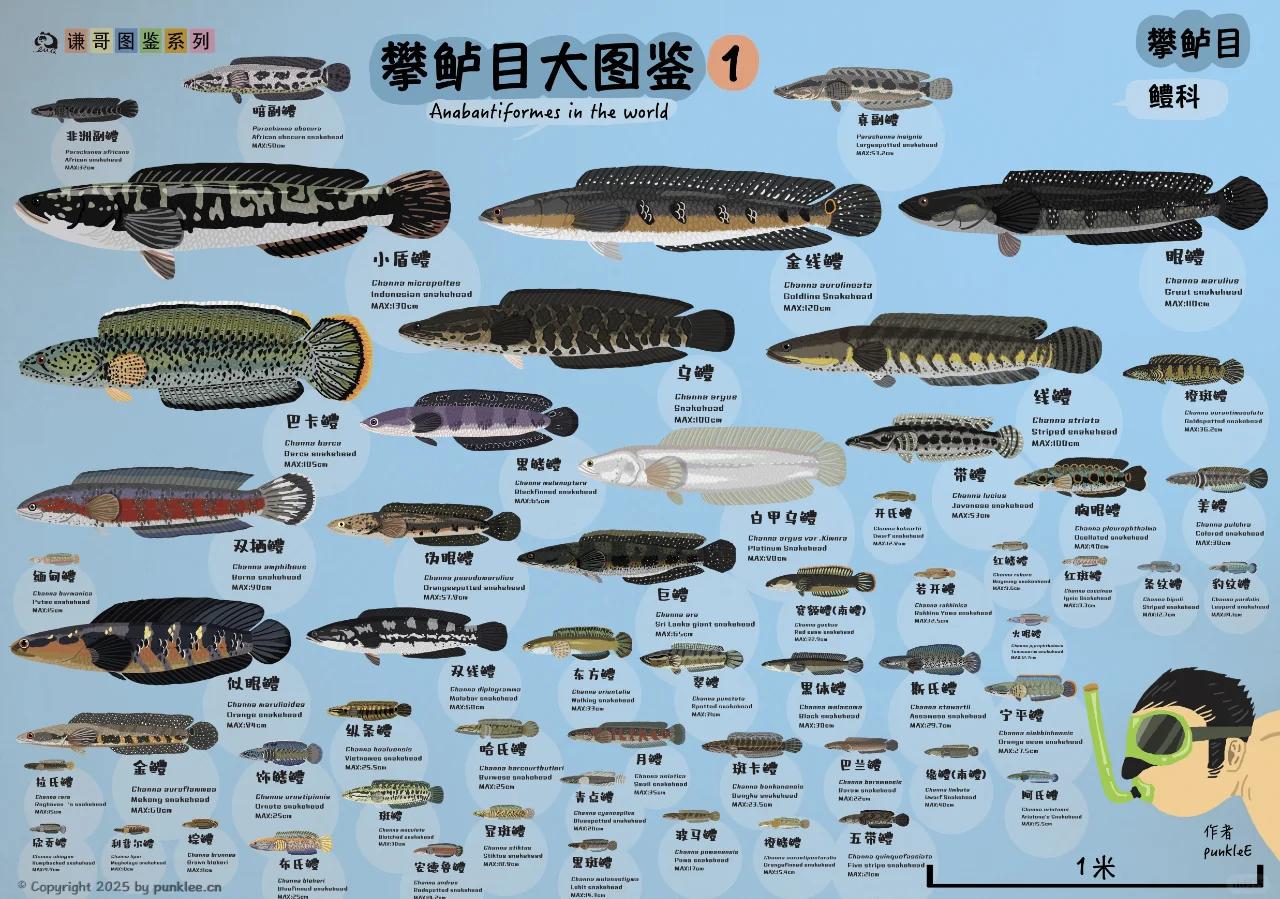 深圳YP微信群：都市年轻人的社交密码与生存指南