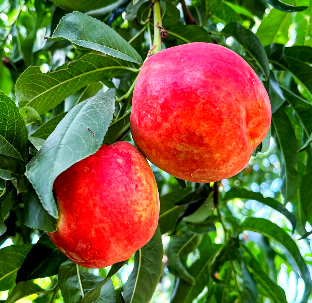 哪些油桃品种最好吃 哪些油桃品种最大最甜