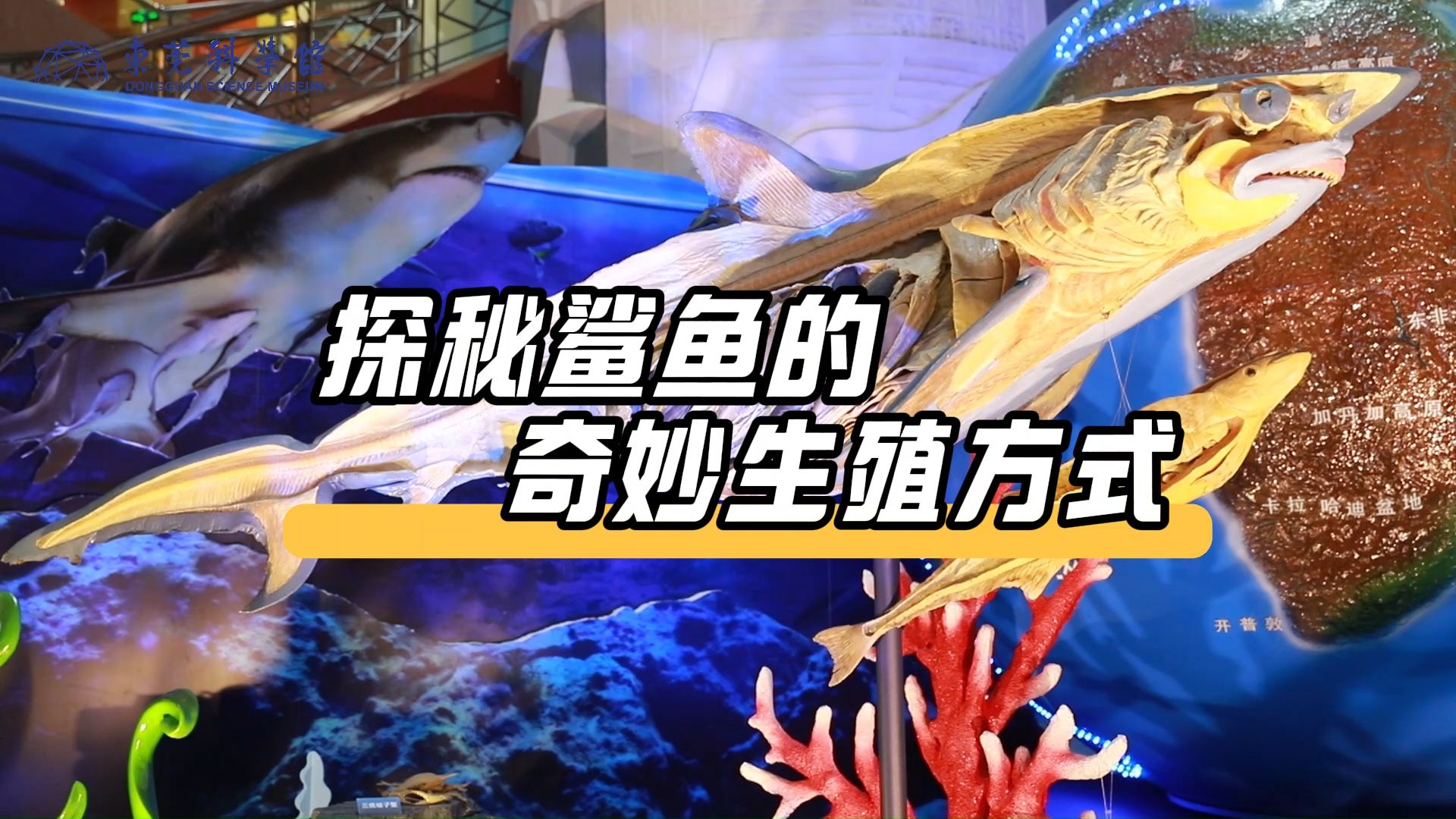 因为人类，鲨鱼放弃交配，选择单性繁殖，为何会导致更...