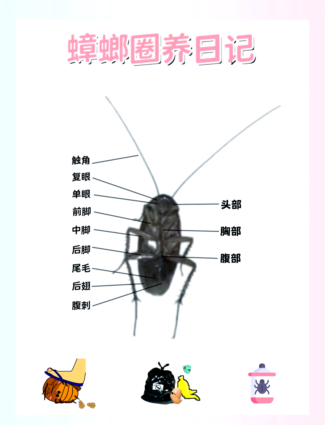 蟑螂养殖是骗局吗 蟑螂养殖最快速的方法