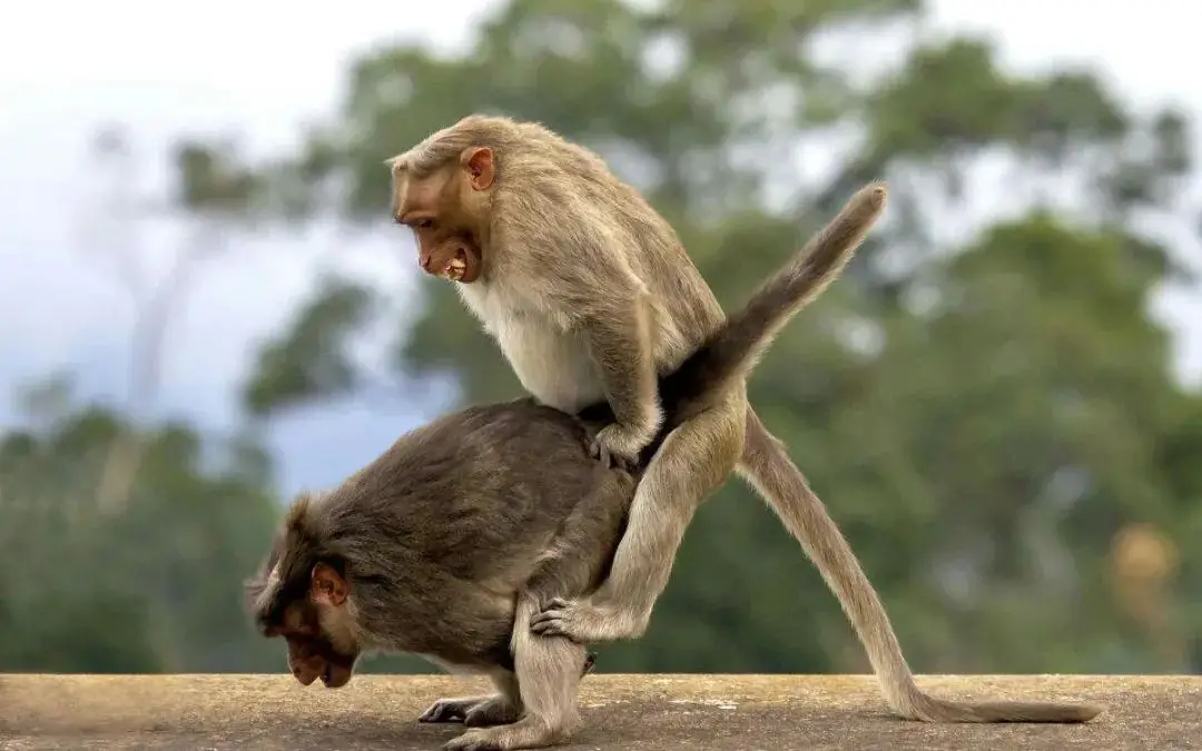 动物界奇怪的交配行为?海狗“侵犯”企鹅,其他因恐惧...