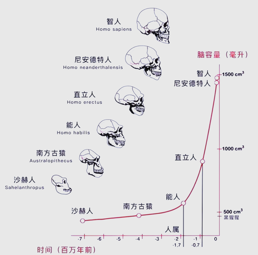 人类进化谜团 恐龙为何没变聪明