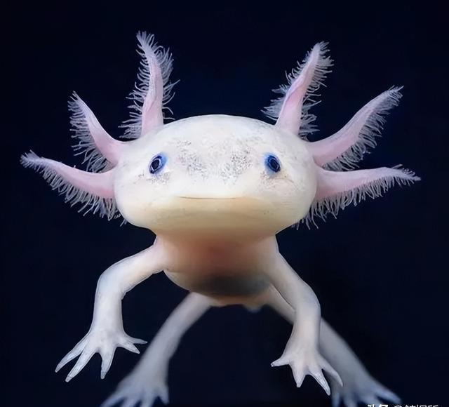 7年不吃不喝不动，12年交配一次，叫它们“龙仔”实...