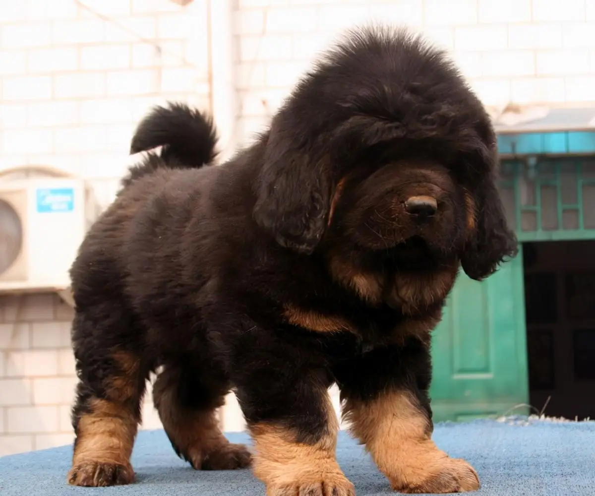 藏獒经济崩盘后