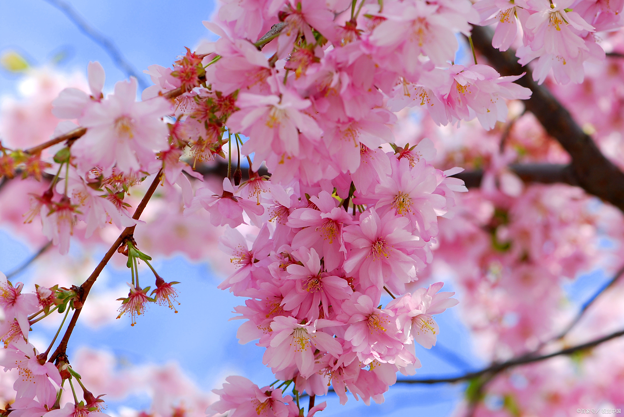 西行法师如何开掘了日本民族和美的原始精神？...