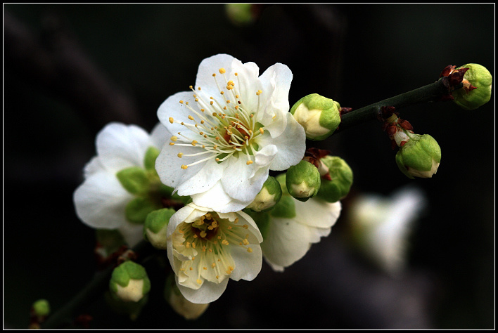上海阮玲玉故居参观指南 从莘庄出发怎么走最方便